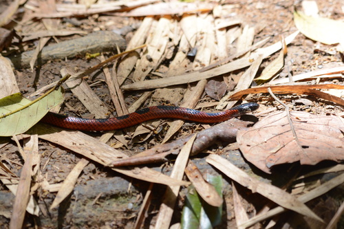 Tobago false coral snake