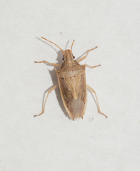 Oebalus