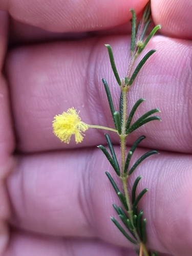 Image of Acacia baueri by (c) Richard Dimon, some rights reserved (CC BY)