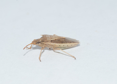 Oebalus