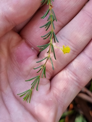 Image of Acacia baueri by (c) Richard Dimon, some rights reserved (CC BY)
