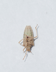 Oebalus