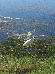 Ardea alba