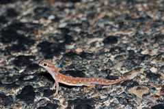 Rhynchoedura ornata