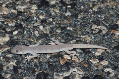 Strophurus intermedius