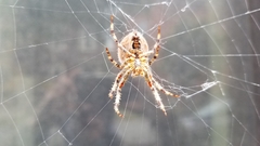 Araneus diadematus
