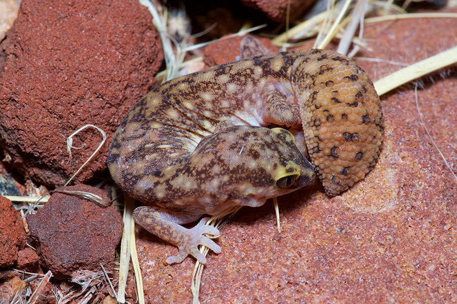 Burrow-Plug Gecko