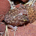 Variable Fat-tailed Gecko - Photo (c) John Sullivan, some rights reserved (CC BY-NC), uploaded by John Sullivan