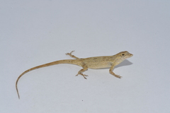 Anolis litoralis