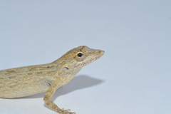 Anolis litoralis