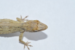 Anolis litoralis
