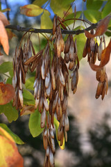 Fraxinus latifolia