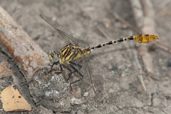 Dromogomphus spoliatus