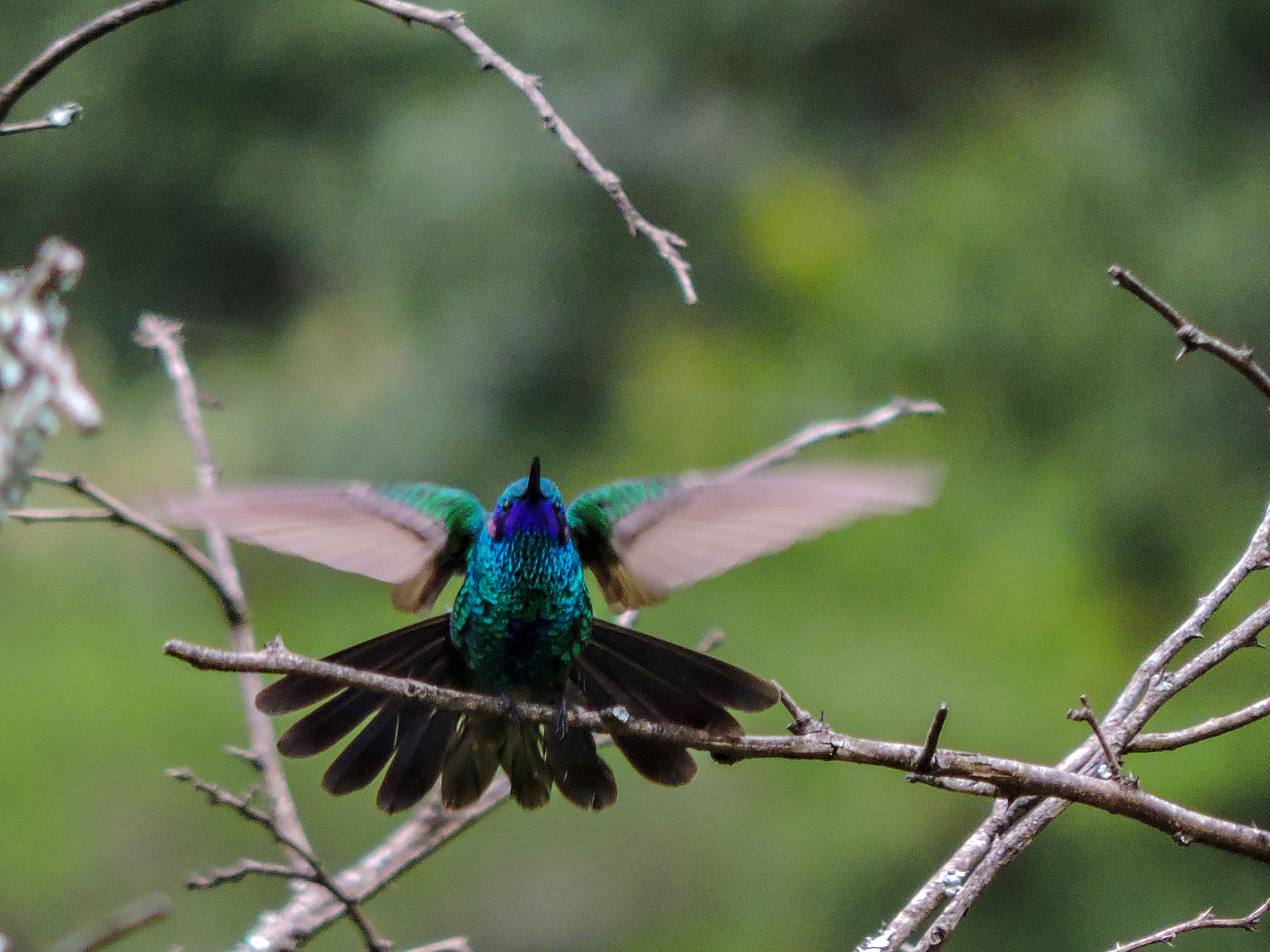 Colibri image