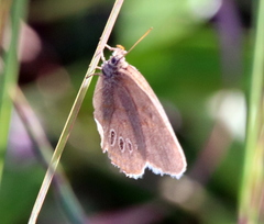 Neonympha areolatus