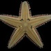 Sea Stars and Brittle Stars - Photo (c) John Slapcinsky, some rights reserved (CC BY-NC), uploaded by John Slapcinsky