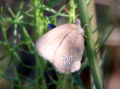 Neonympha areolatus