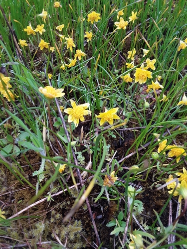 California goldfields