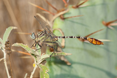 Dromogomphus spoliatus