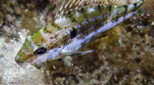 Lance emperor (Lethrinus genivittatus) — Lethrinidae — 5