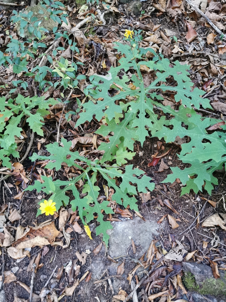 Smallanthus macvaughii