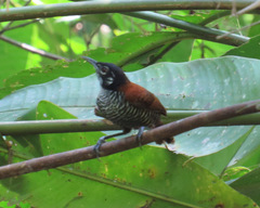 Cantorchilus nigricapillus