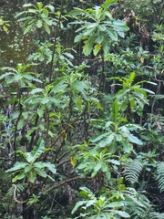 Sonchus fruticosus image