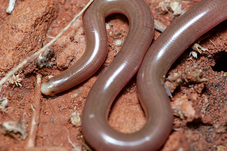 Centralian Blind Snake