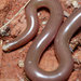 Centralian Blind Snake - Photo (c) John Sullivan, some rights reserved (CC BY-NC), uploaded by John Sullivan