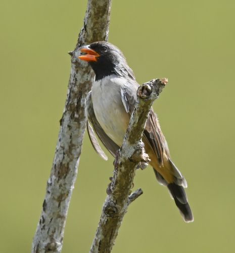 Black-throated Saltator