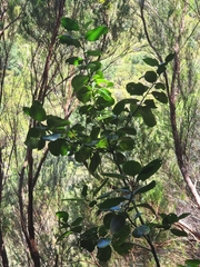 Ilex perado subsp. perado image