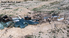 Sibirionetta formosa