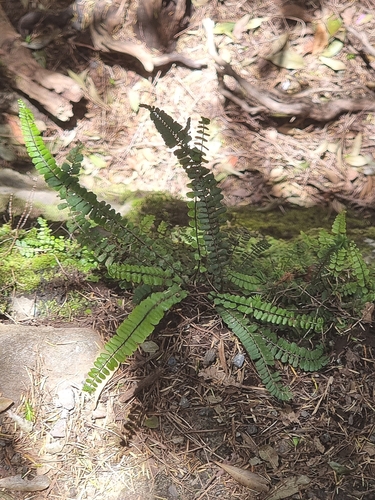 Image of Asplenium anceps by (c) Vítor Jorge, some rights reserved (CC BY)