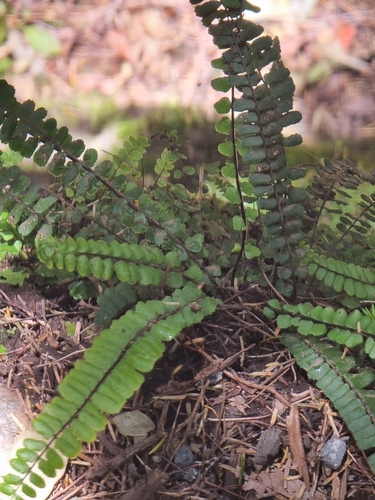 Image of Asplenium anceps by (c) Vítor Jorge, some rights reserved (CC BY)