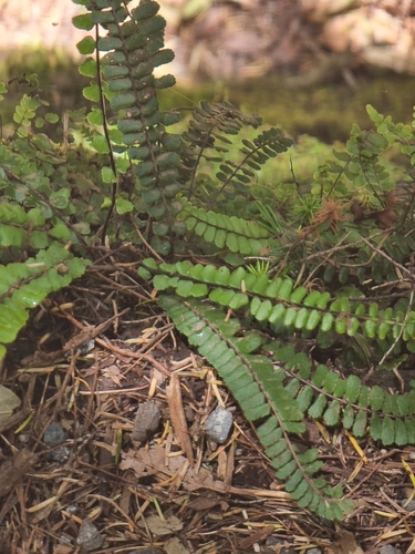 Image of Double Spleenwort (Asplenium anceps) by (c) Vítor Jorge, some rights reserved (CC BY)