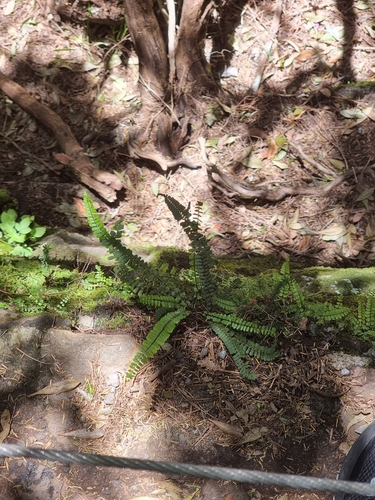 Image of Asplenium anceps by (c) Vítor Jorge, some rights reserved (CC BY)
