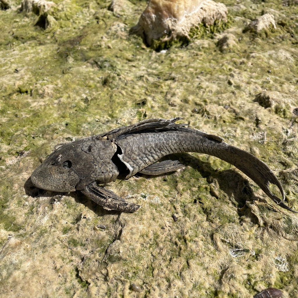 Hypostomus robinii