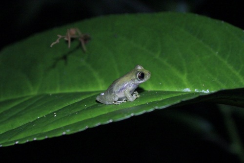 Marsupial Frog, Flectonotus fitzgeraldi