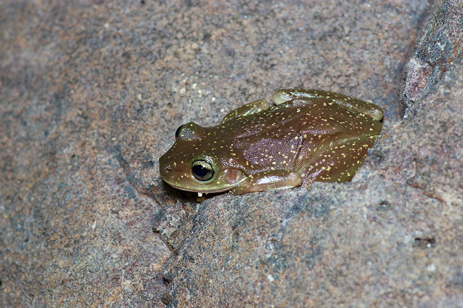 Centralian Tree Frog