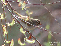 Phylloscopus coronatus