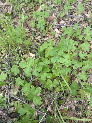 iNaturalist observation photo of Pacific Sanicle