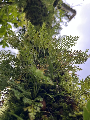Asplenium theciferum, photograph 6