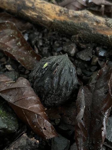 Andean walnut (Juglans neotropica)