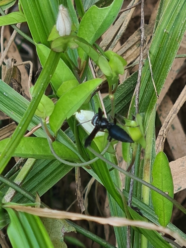 Synoeca surinama photo 4