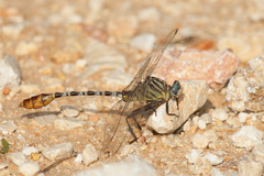 Dromogomphus spoliatus