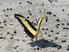 Heraclides androgeus