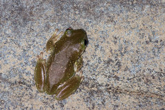 Ranoidea gilleni