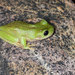 Centralian Tree Frog - Photo (c) John Sullivan, some rights reserved (CC BY-NC), uploaded by John Sullivan
