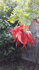 Clianthus maximus