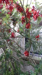 Clianthus maximus